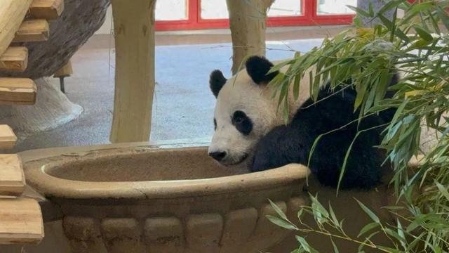 旅奥大熊猫亮相维也纳